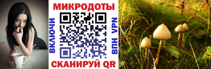blacksprut   Дубовка  Галлюциногенные грибы MAGIC MUSHROOMS  что такое наркотик 